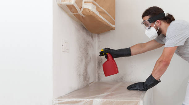 Professional Basement Mold Remediation technician working in Lakeside, MI